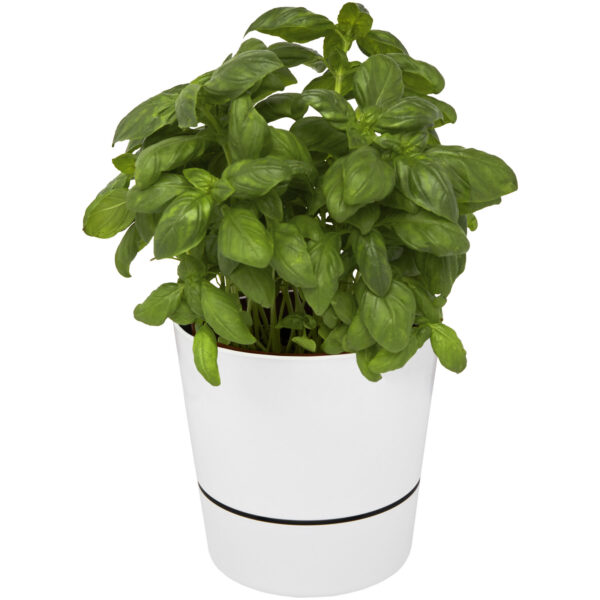 Herbs single kitchen pot